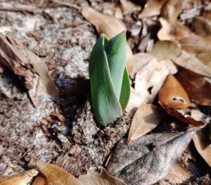 Spring bulb