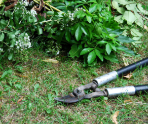 Pruning loppers