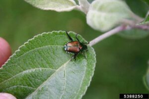 Japanese Beetle, William Fountain, University of Kentucky, Bugwood.org