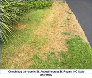 spot on lawn damaged by chinch bugs