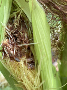 Cover photo for Corn Earworm Populations Are Heavy in Corn. What Does That Mean for Cotton and Soybean?