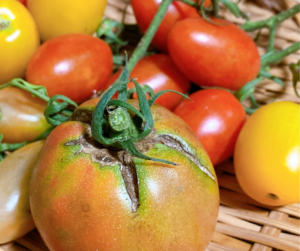 Cracks on Tomato