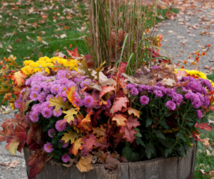 Fall color in container