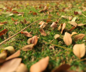 Autumn leaves on grass