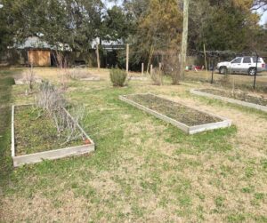 Raised garden beds in need of attention after neglect.