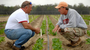 Extension agents looks over research crops