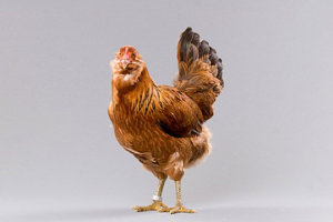 Easter Egger - Chicken Breed