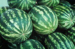 Cover photo for 2023 Watermelon Production Meeting