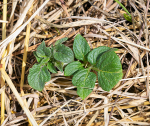 Potato seedling