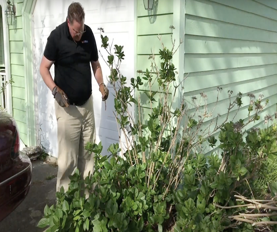Pruning Overgrown Hydrangea N.C. Cooperative Extension