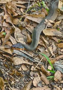 Image of snake in garden