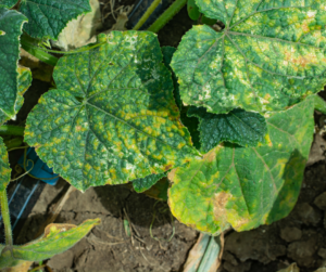 Cucumber downey mildew on leaves