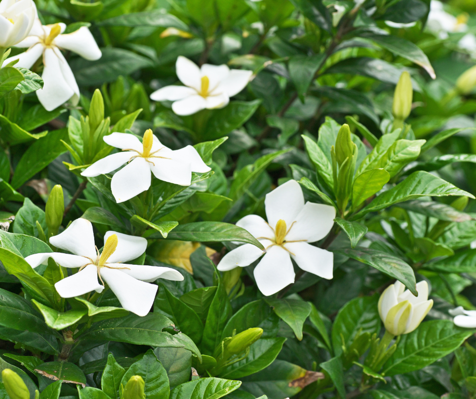 Aromatic Morning Walk | N.C. Cooperative Extension