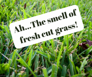 St Augustinegrass