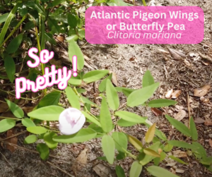 So pretty, flowering Atlantic Pigeon Wings Plant.