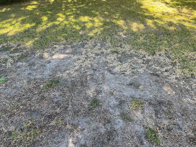 Lawn with Ground pearl damage