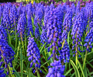 Grape Hyacinth