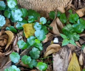 Pennywort in the lawn.