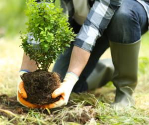 Person kneeling to plant a shrub