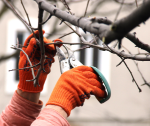 Pruning branches on a tree.