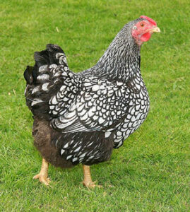 Silver Laced Wyandotte Chicken