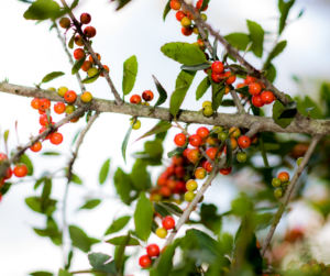 Yaupon Holly with red berries