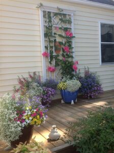 Plants with color in pot and on a trellis