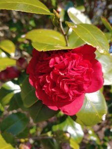 Camellia with red bloom