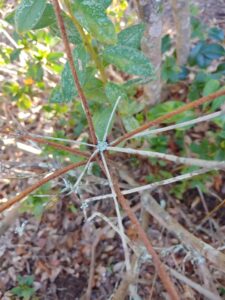 Pruning limbs on azalea shrubs