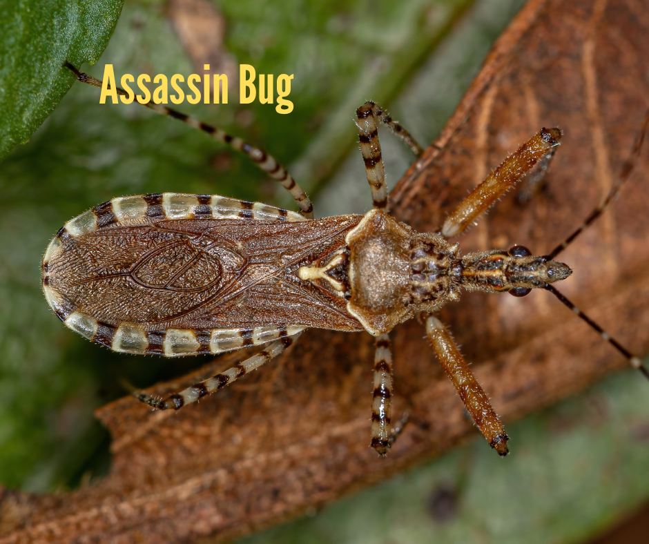 Assassin Bug