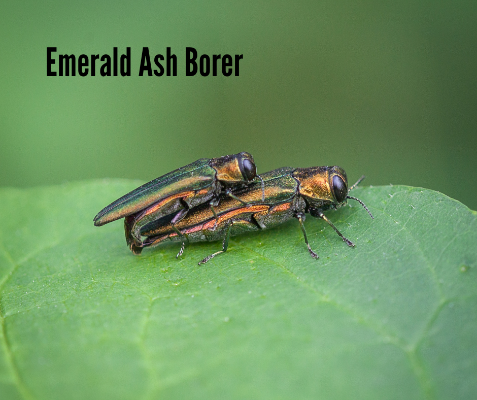 Emerald Ash Borer