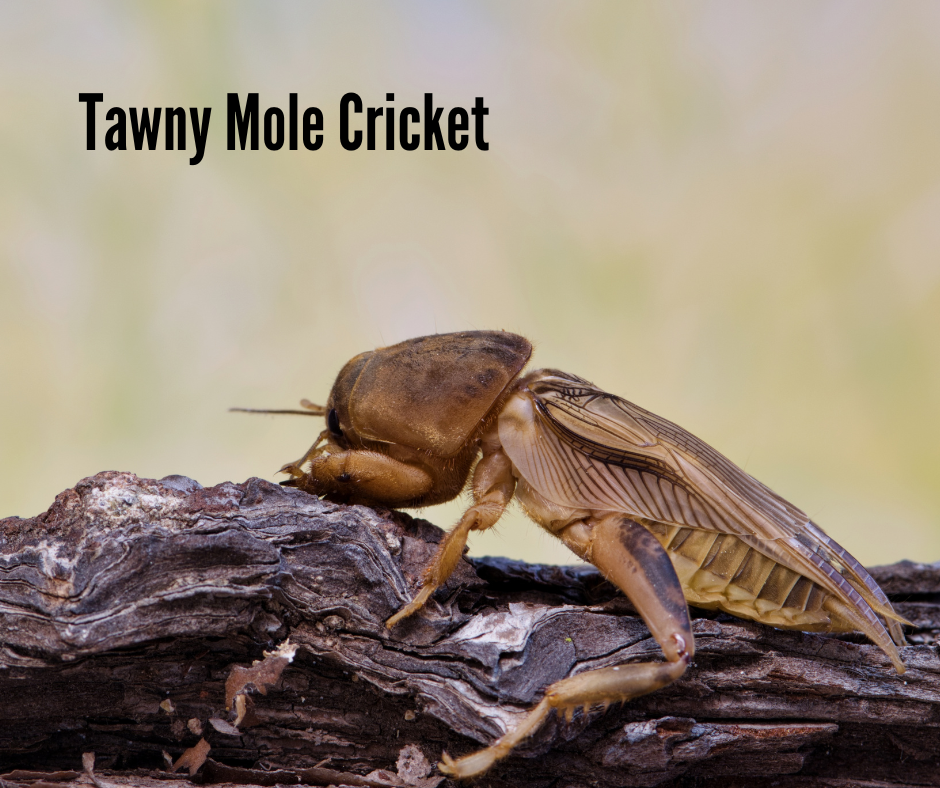 Tawny Mole Cricket