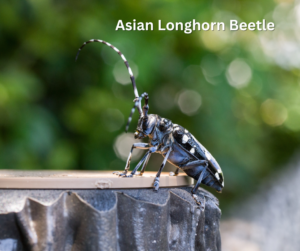 Asian Longhorn Beetle