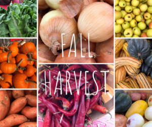 Fall Vegetable Harvest