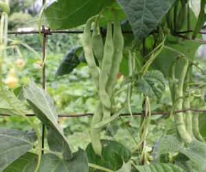 Snap pole beans on vertical support.