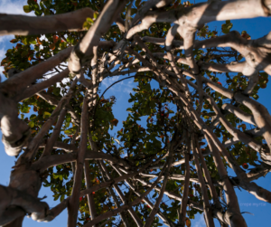 Crepe Myrtle branches