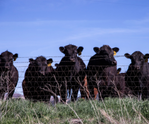 Black cattle at the fence