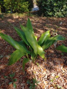 Cast iron plant