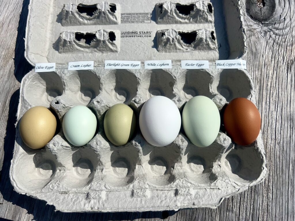 Display of various eggshell colors, provided by E. Daly, participant in the showmanship clinic.