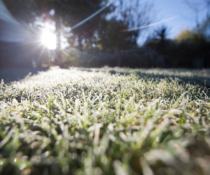 Frost on the grass