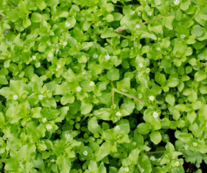 Chickweed in the lawn