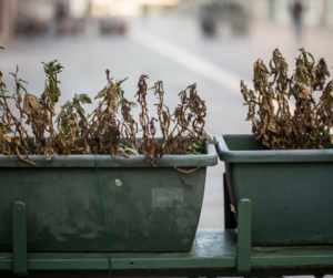 Plants not watered