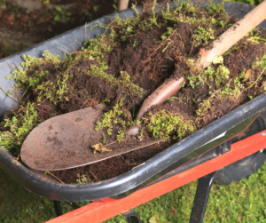 Shoveling Winter Weeds