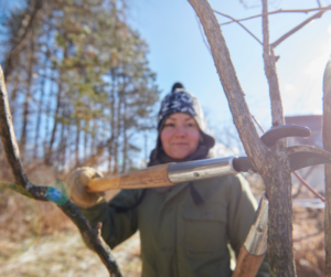 Pruning blueberry bush