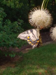 Butterfly on Buttonbush