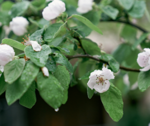 Quince tree in bloom