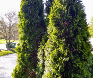 arborvitae trees