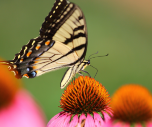 Butterfly on Coneflower