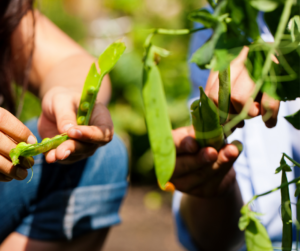Harvesting garden peas