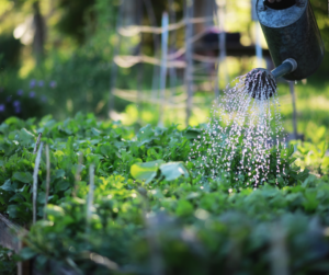 Watering Vegetable Garden